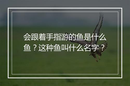 会跟着手指游的鱼是什么鱼?这种鱼叫什么名字?