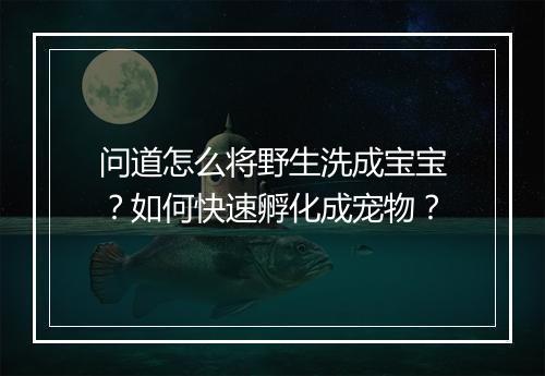 问道怎么将野生洗成宝宝?如何快速孵化成宠物?