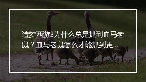 造梦西游3为什么总是抓到血马老鼠?血马老鼠怎么才能抓到更多?